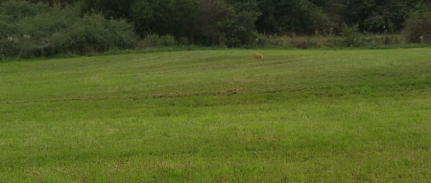 Luchs gesichtet ?