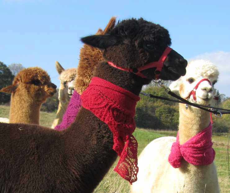 Strickwaren